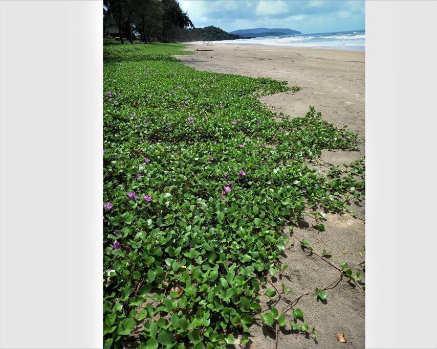 Cockerel Homestay - Traditional Beach Village - Goa Canacona Luaran gambar